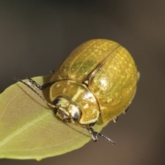 Paropsisterna cloelia (Eucalyptus variegated beetle) at Acton, ACT - 10 Feb 2021 by AlisonMilton