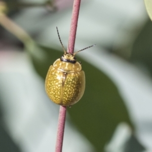 Paropsisterna cloelia at Acton, ACT - 11 Feb 2021