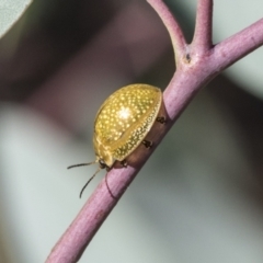 Paropsisterna cloelia at Acton, ACT - 11 Feb 2021