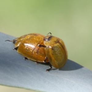 Paropsisterna cloelia at Acton, ACT - 11 Feb 2021