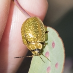 Paropsisterna cloelia at Acton, ACT - 11 Feb 2021