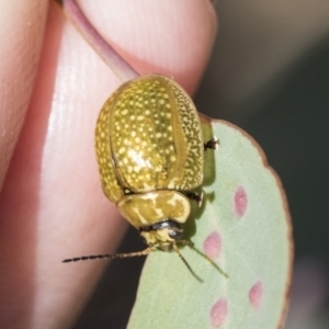 Paropsisterna cloelia at Acton, ACT - 11 Feb 2021