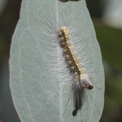 Uraba lugens (Gumleaf Skeletonizer) at Acton, ACT - 11 Feb 2021 by AlisonMilton