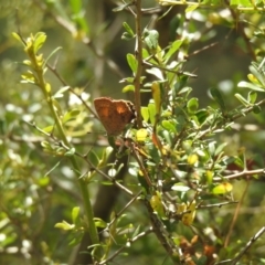 Paralucia aurifera (Bright Copper) at Paddys River, ACT - 7 Jan 2021 by Liam.m