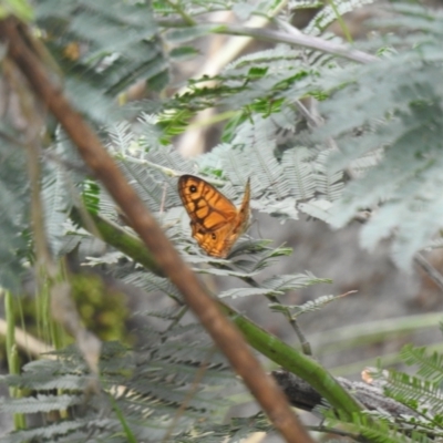 Geitoneura acantha (Ringed Xenica) at Paddys River, ACT - 7 Jan 2021 by Liam.m