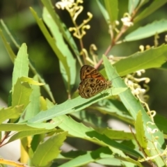 Geitoneura acantha at Paddys River, ACT - 7 Jan 2021 01:46 PM