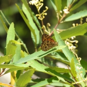 Geitoneura acantha at Paddys River, ACT - 7 Jan 2021