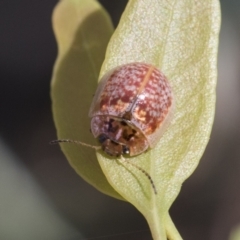 Paropsisterna decolorata (A Eucalyptus leaf beetle) at Acton, ACT - 10 Feb 2021 by AlisonMilton