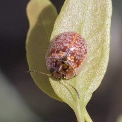 Paropsisterna decolorata (A Eucalyptus leaf beetle) at Acton, ACT - 11 Feb 2021 by AlisonMilton