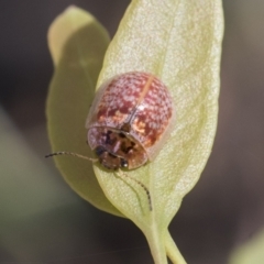 Paropsisterna decolorata at Acton, ACT - 11 Feb 2021