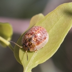 Paropsisterna decolorata at Acton, ACT - 11 Feb 2021