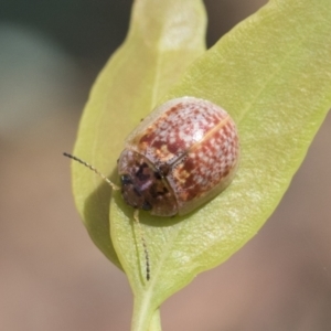 Paropsisterna decolorata at Acton, ACT - 11 Feb 2021