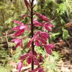 Dipodium punctatum (Blotched Hyacinth Orchid) at Tidbinbilla Nature Reserve - 7 Jan 2021 by Liam.m