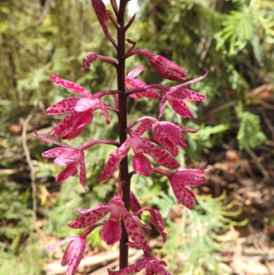 Dipodium punctatum (Blotched Hyacinth Orchid) at Tidbinbilla Nature Reserve - 7 Jan 2021 by Liam.m