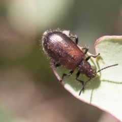 Ecnolagria grandis (Honeybrown beetle) at Acton, ACT - 10 Feb 2021 by AlisonMilton