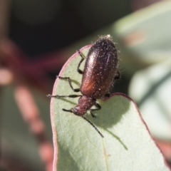 Ecnolagria grandis at Acton, ACT - 11 Feb 2021