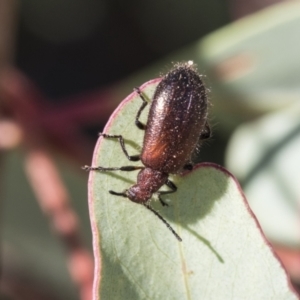 Ecnolagria grandis at Acton, ACT - 11 Feb 2021 10:02 AM