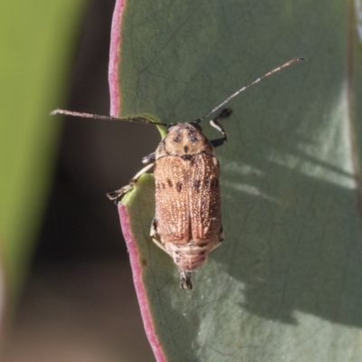 Cadmus sp. (genus) (Unidentified Cadmus leaf beetle) at Acton, ACT - 11 Feb 2021 by AlisonMilton