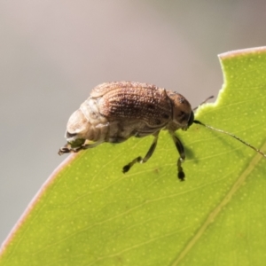 Cadmus sp. (genus) at Acton, ACT - 11 Feb 2021 09:53 AM