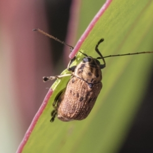 Cadmus sp. (genus) at Acton, ACT - 11 Feb 2021 09:53 AM