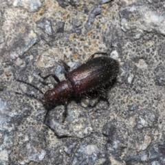 Lagriini sp. (tribe) (Unidentified lagriine darkling beetle) at Downer, ACT - 11 Feb 2021 by AlisonMilton