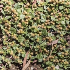 Alternanthera pungens (Khaki Weed) at Acton, ACT - 10 Feb 2021 by AlisonMilton