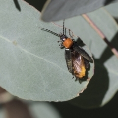 Chauliognathus tricolor (Tricolor soldier beetle) at Acton, ACT - 11 Feb 2021 by AlisonMilton