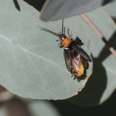 Chauliognathus tricolor (Tricolor soldier beetle) at Acton, ACT - 10 Feb 2021 by AlisonMilton