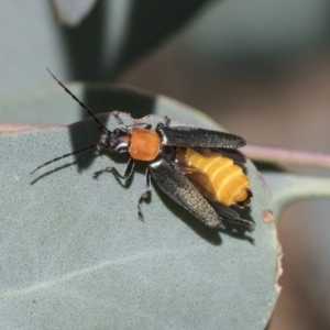 Chauliognathus tricolor at Acton, ACT - 11 Feb 2021