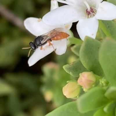 Pison sp. (genus) (Black mud-dauber wasp) at Murrumbateman, NSW - 19 Feb 2021 by SimoneC
