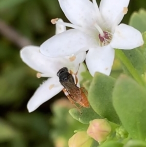 Pison sp. (genus) at Murrumbateman, NSW - 19 Feb 2021