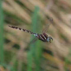 Adversaeschna brevistyla (Blue-spotted Hawker) at Jerrabomberra Wetlands - 22 Feb 2021 by roymcd