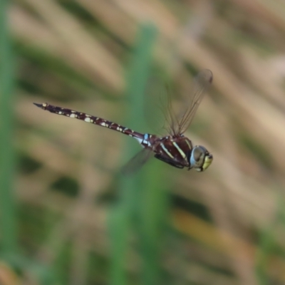 Adversaeschna brevistyla (Blue-spotted Hawker) at Jerrabomberra Wetlands - 22 Feb 2021 by roymcd