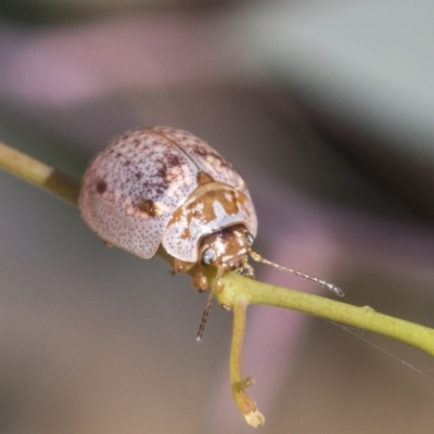 Paropsisterna m-fuscum (Eucalyptus Leaf Beetle) at Acton, ACT - 11 Feb 2021 by AlisonMilton