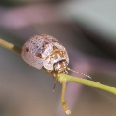 Paropsisterna m-fuscum (Eucalyptus Leaf Beetle) at Acton, ACT - 10 Feb 2021 by AlisonMilton