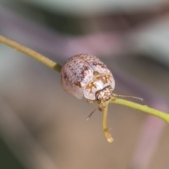 Paropsisterna m-fuscum at Acton, ACT - 11 Feb 2021 09:44 AM