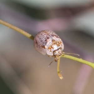 Paropsisterna m-fuscum at Acton, ACT - 11 Feb 2021