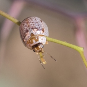 Paropsisterna m-fuscum at Acton, ACT - 11 Feb 2021