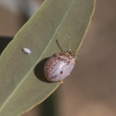 Paropsisterna m-fuscum at Acton, ACT - 11 Feb 2021