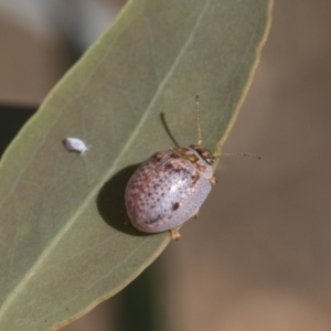 Paropsisterna m-fuscum at Acton, ACT - 11 Feb 2021 09:44 AM