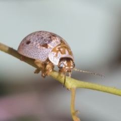 Paropsisterna m-fuscum at Acton, ACT - 11 Feb 2021