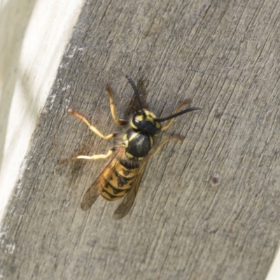 Vespula germanica (European wasp) at Acton, ACT - 11 Feb 2021 by AlisonMilton