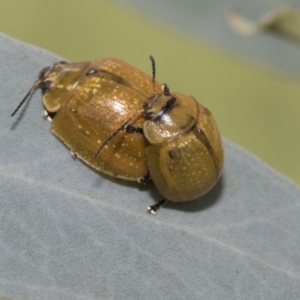 Paropsisterna cloelia at Acton, ACT - 11 Feb 2021 02:35 PM