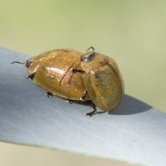 Paropsisterna cloelia at Acton, ACT - 11 Feb 2021