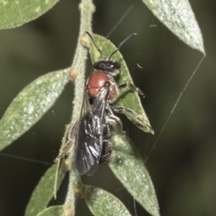 Lasioglossum (Callalictus) callomelittinum (Halictid bee) at ANBG - 11 Feb 2021 by AlisonMilton