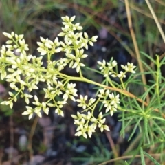 Cassinia quinquefaria (Rosemary Cassinia) at Cook, ACT - 22 Feb 2021 by drakes