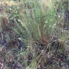 Cassinia quinquefaria at Cook, ACT - 22 Feb 2021 08:51 AM