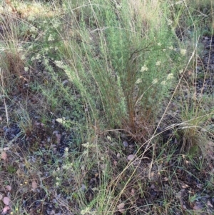 Cassinia quinquefaria at Cook, ACT - 22 Feb 2021