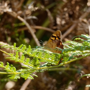 Heteronympha banksii at Paddys River, ACT - suppressed