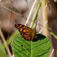 Heteronympha banksii (Banks' Brown) at Paddys River, ACT - 22 Feb 2021 by DPRees125